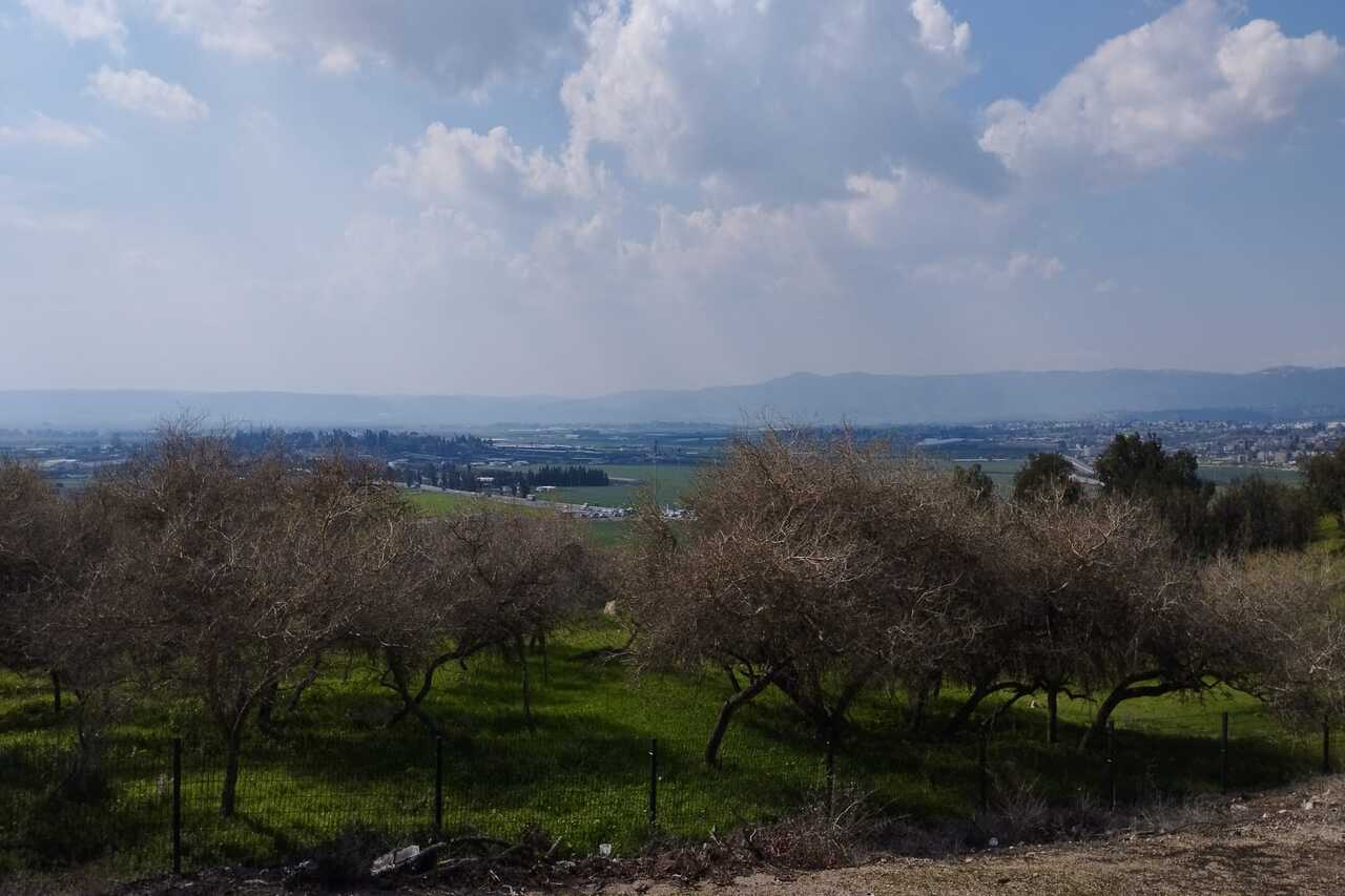 תמונה עם נוף גלילי של עצים
